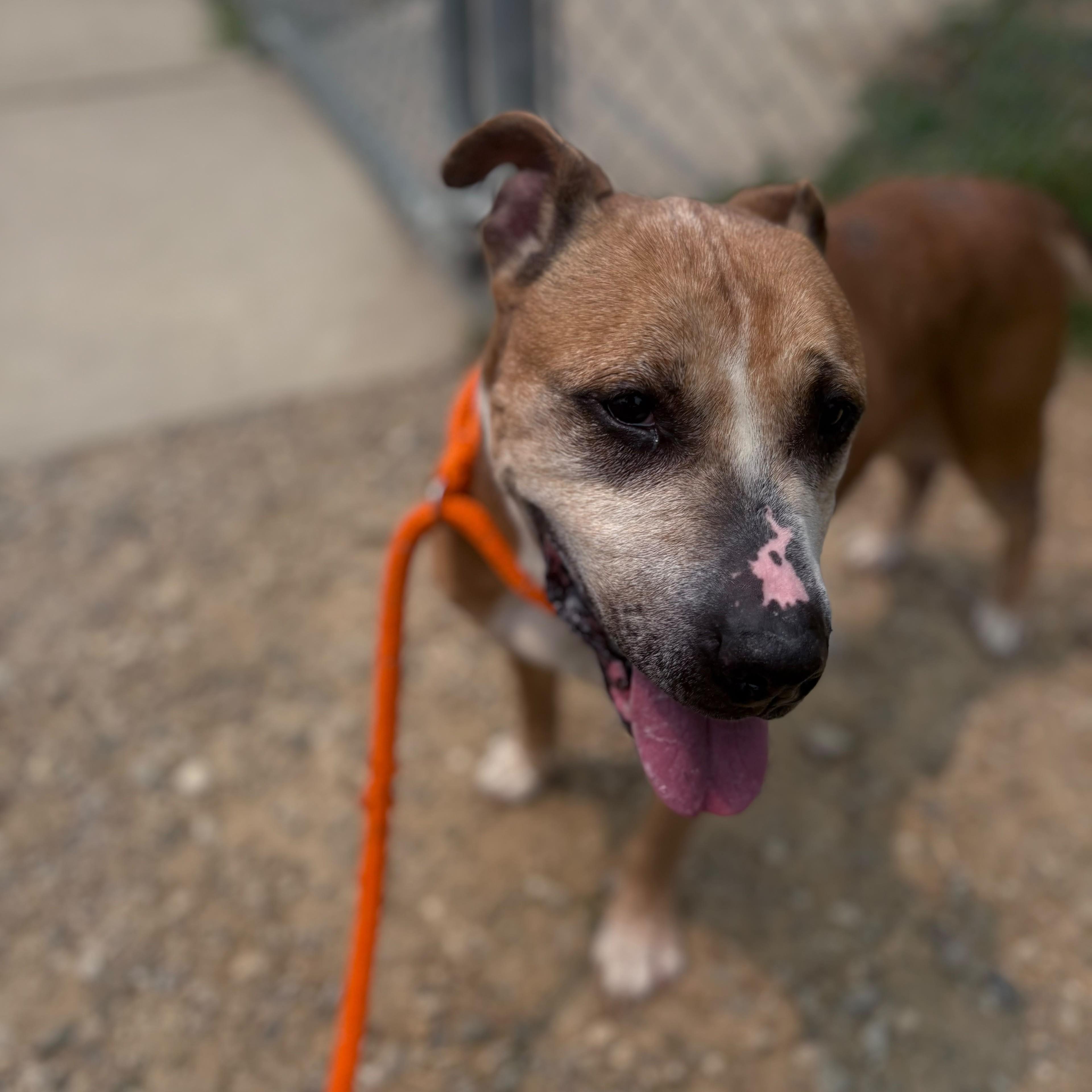 Chica, a Adoptable mixed breed in Benton Harbor, MI image 3/6