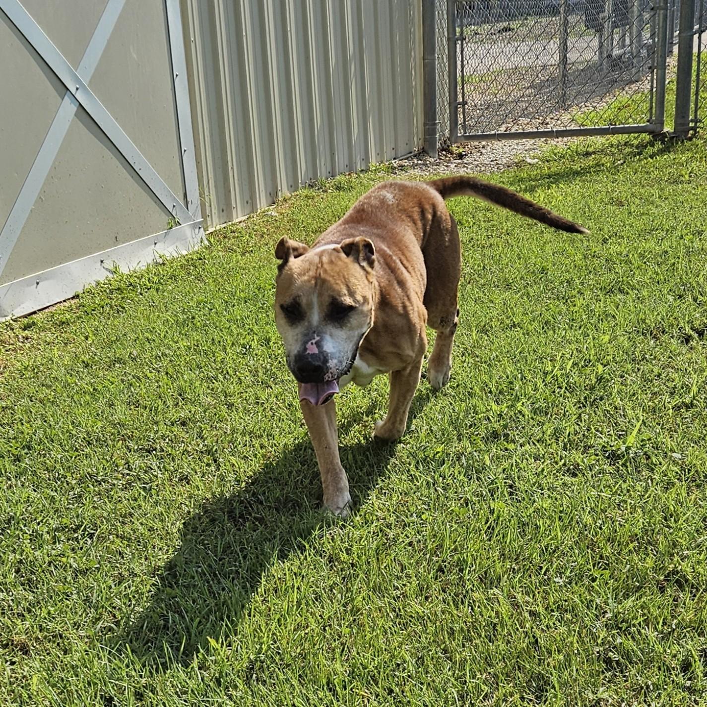 Chica, a Adoptable mixed breed in Benton Harbor, MI image 2/6