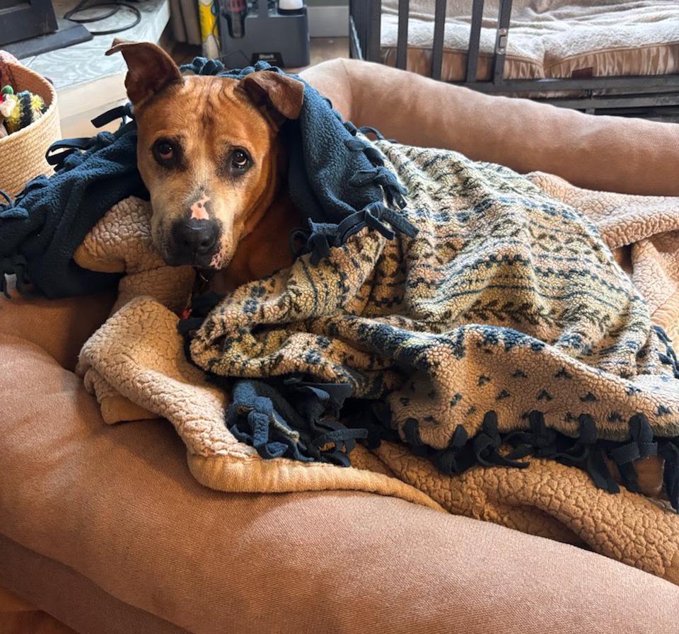 Enlarge Chica, a Adoptable mixed breed in Benton Harbor, MI image 1/6
