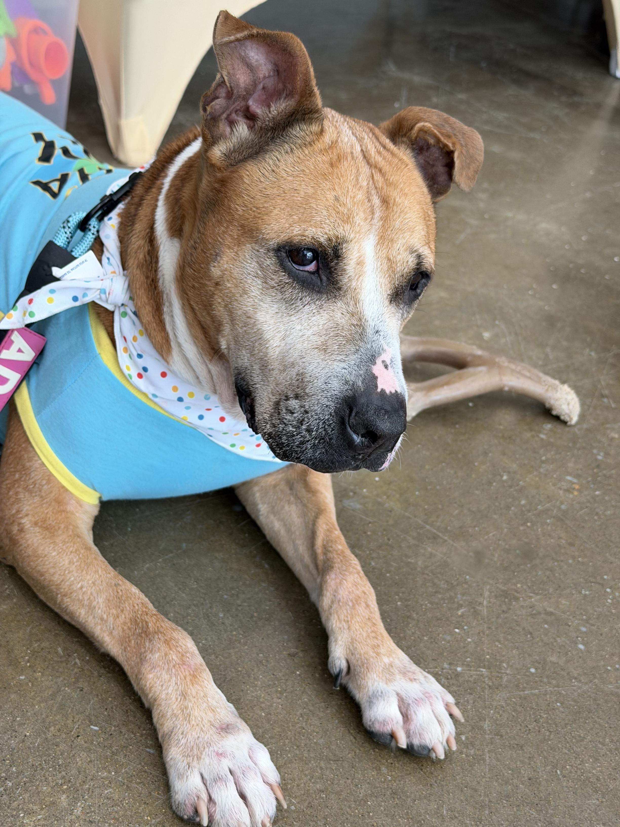 Enlarge Chica, a Adoptable mixed breed in Benton Harbor, MI image 3/6