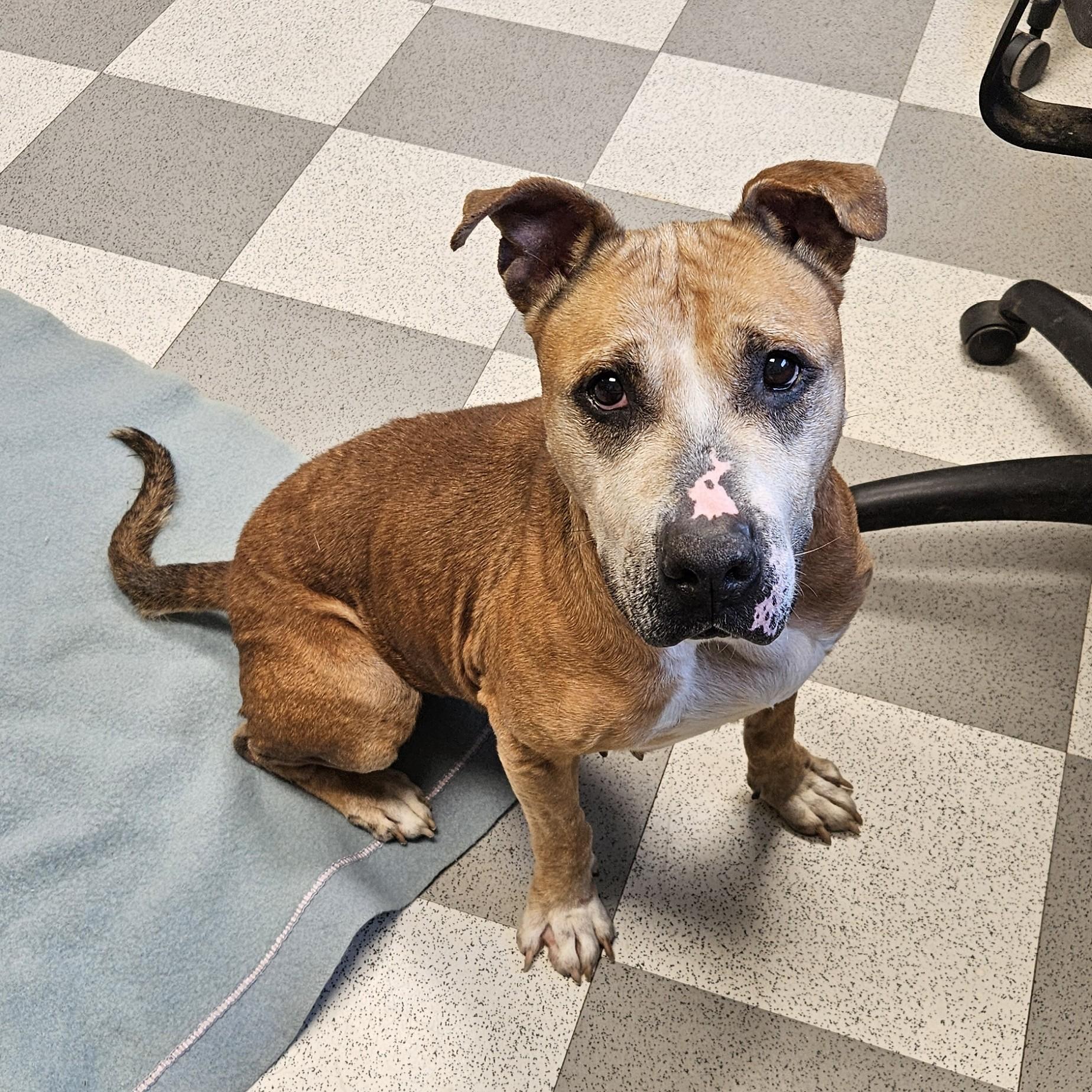 Chica, a Adoptable mixed breed in Benton Harbor, MI image 1/6