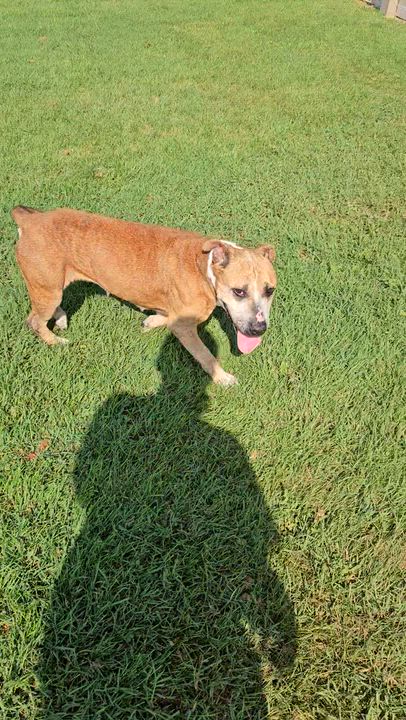 Enlarge Chica, a Adoptable mixed breed in Benton Harbor, MI video 4/6