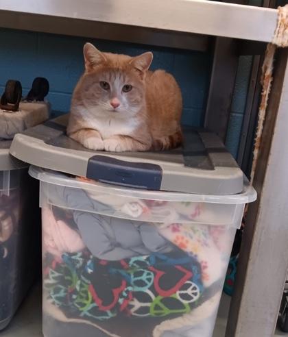 Glenn, Adoptable, Adult Male Domestic Short Hair.