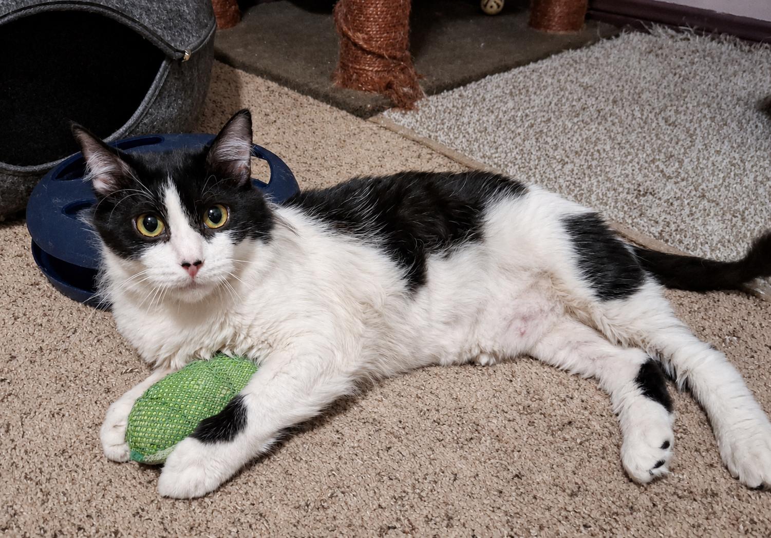 Dallas (Mother of Austin), a ADOPTABLE Domestic Medium Hair in Houston, TX image 4/6