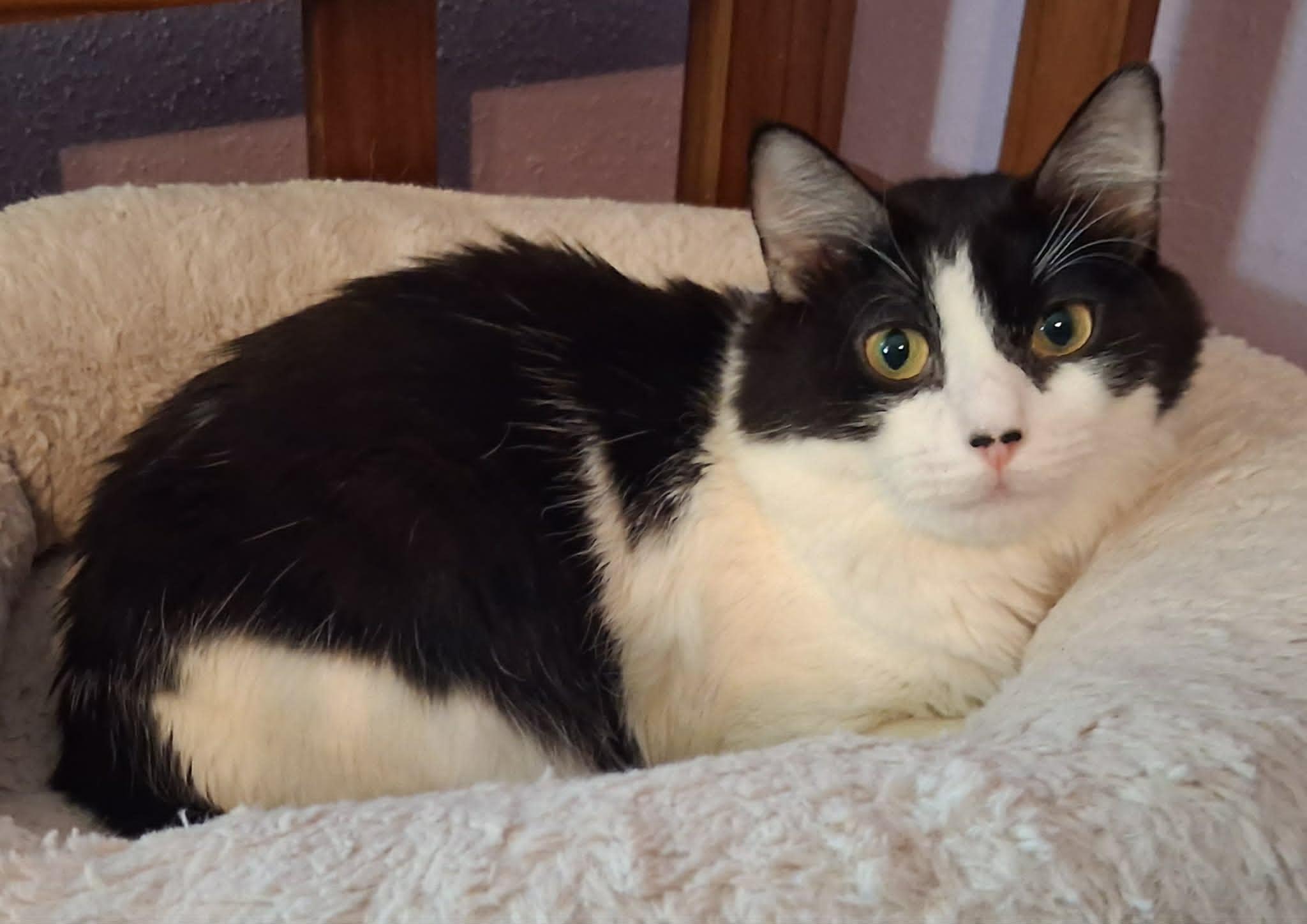 Dallas (Mother of Austin), ADOPTABLE, Young Female Domestic Medium Hair & Maine Coon.