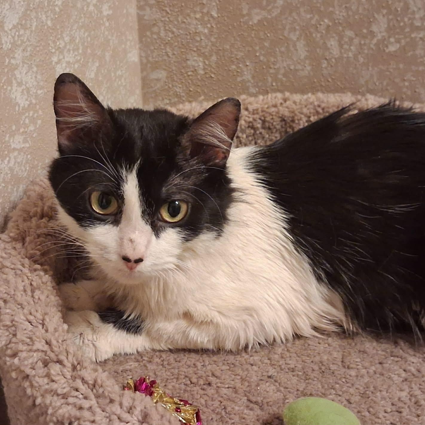 Dallas (Mother of Austin), a ADOPTABLE Domestic Medium Hair in Houston, TX image 3/6