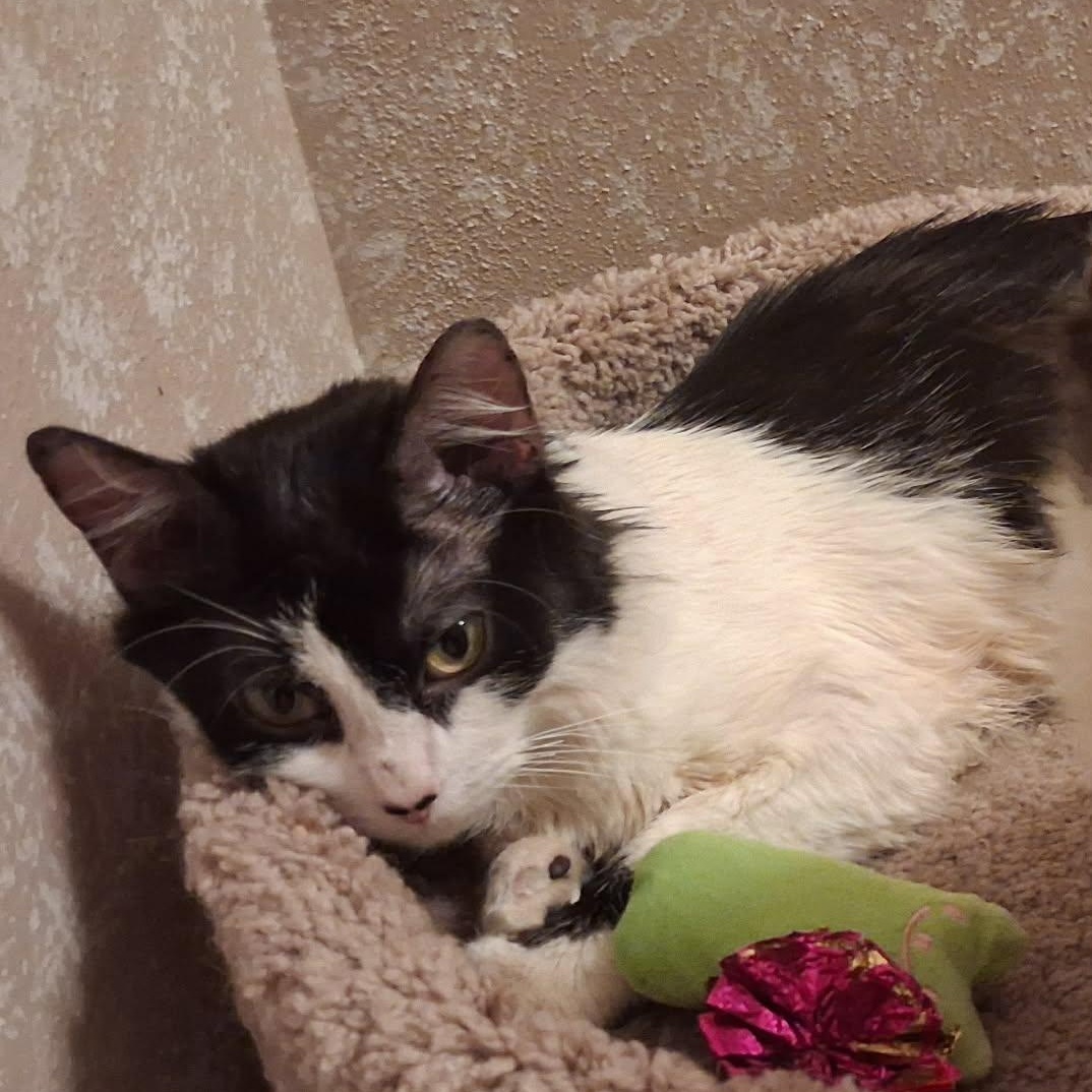 Dallas (Mother of Austin), a ADOPTABLE Domestic Medium Hair in Houston, TX image 6/6