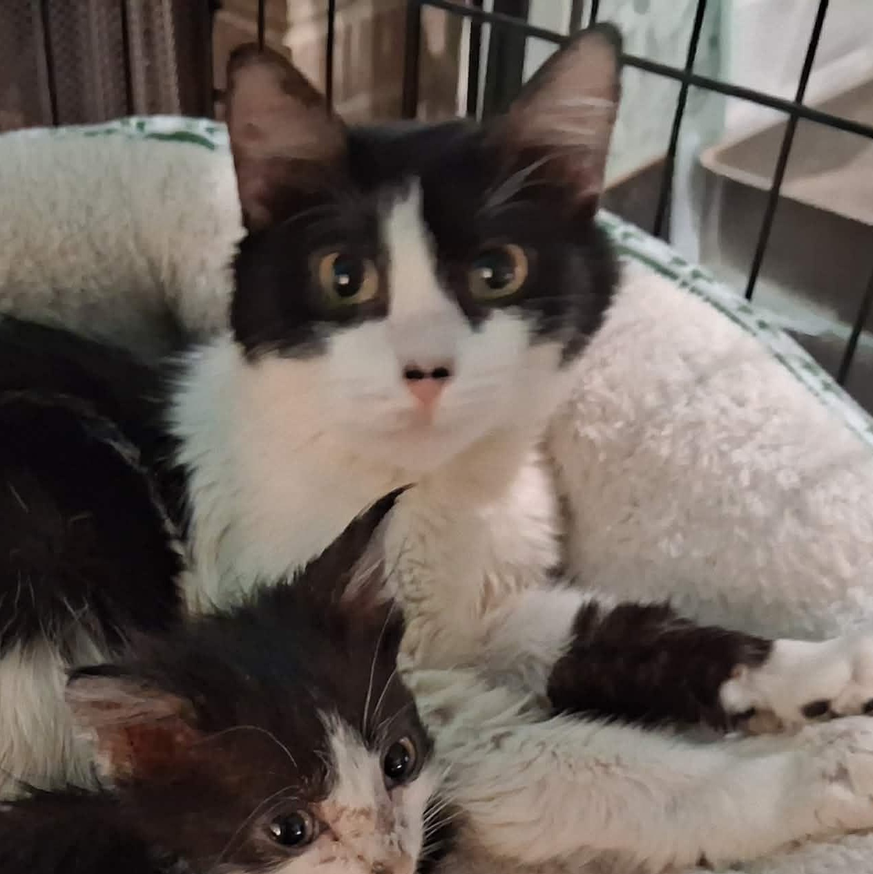 Dallas (Mother of Austin), a ADOPTABLE Domestic Medium Hair in Houston, TX image 5/6