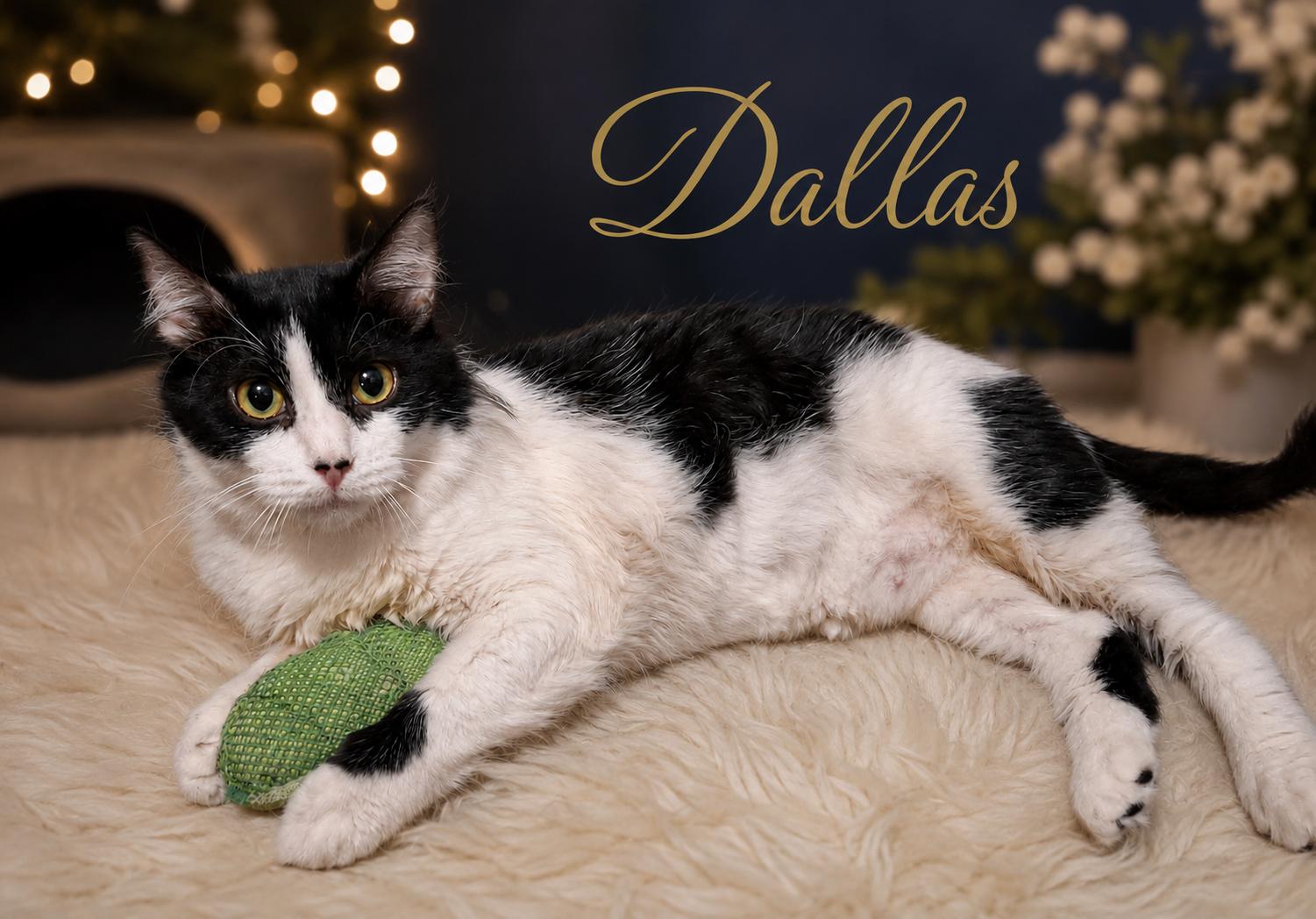 Dallas (Mother of Austin), a ADOPTABLE Domestic Medium Hair in Houston, TX image 1/6