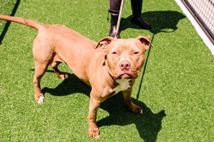 Bobcat, Adoptable, Adult Female Mixed Breed & Mixed Breed.