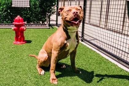 Enlarge Bobcat, a Adoptable Mixed Breed in New Castle, DE image 1/3