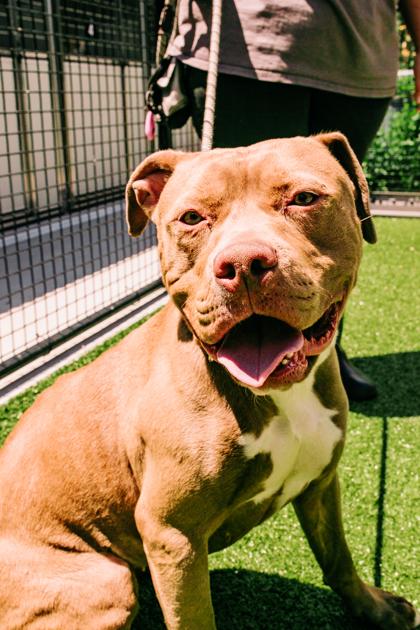 Enlarge Bobcat, a Adoptable Mixed Breed in New Castle, DE image 2/3