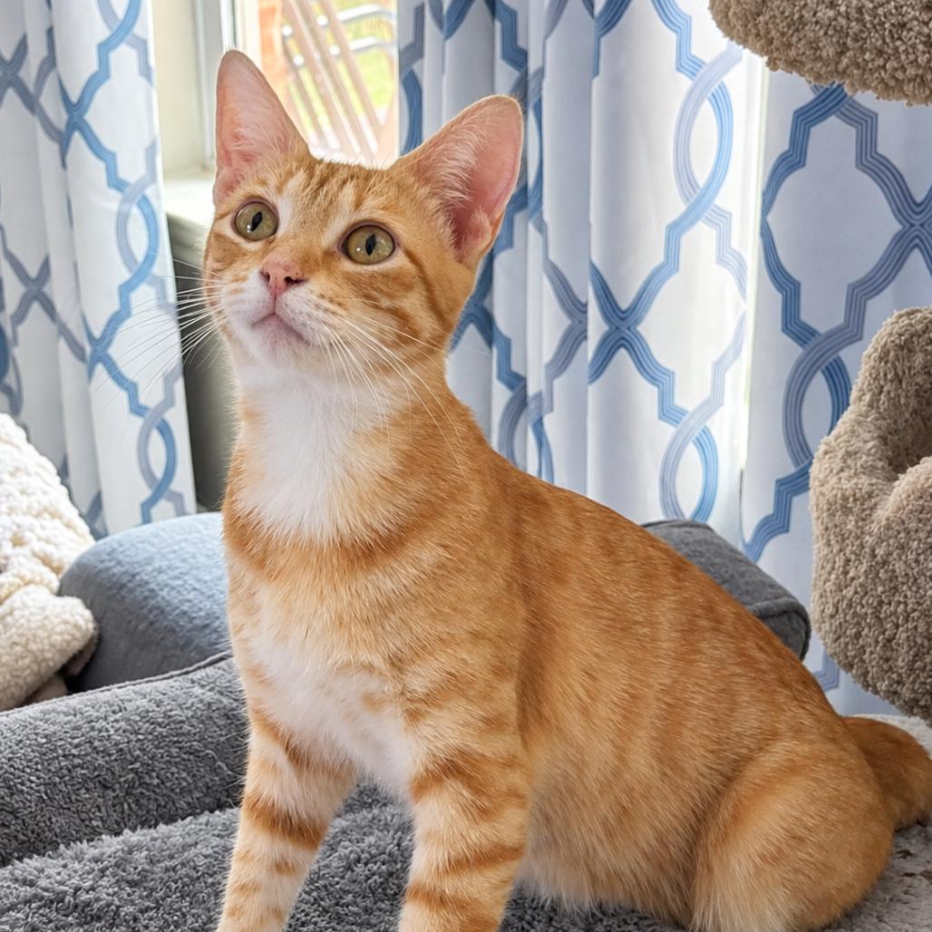 Enlarge Brie, a Adoptable Domestic Short Hair in Flower Mound, TX image 1/3