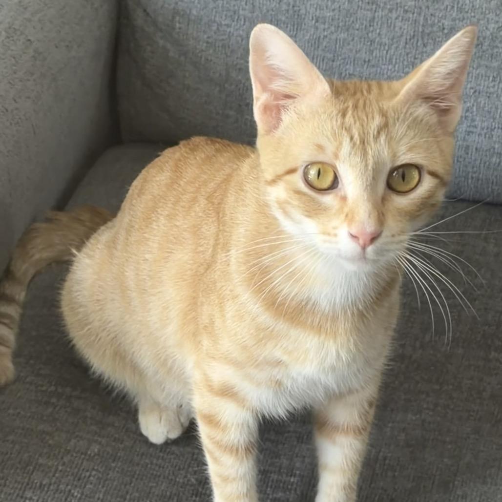 Enlarge Brie, a Adoptable Domestic Short Hair in Flower Mound, TX image 2/3