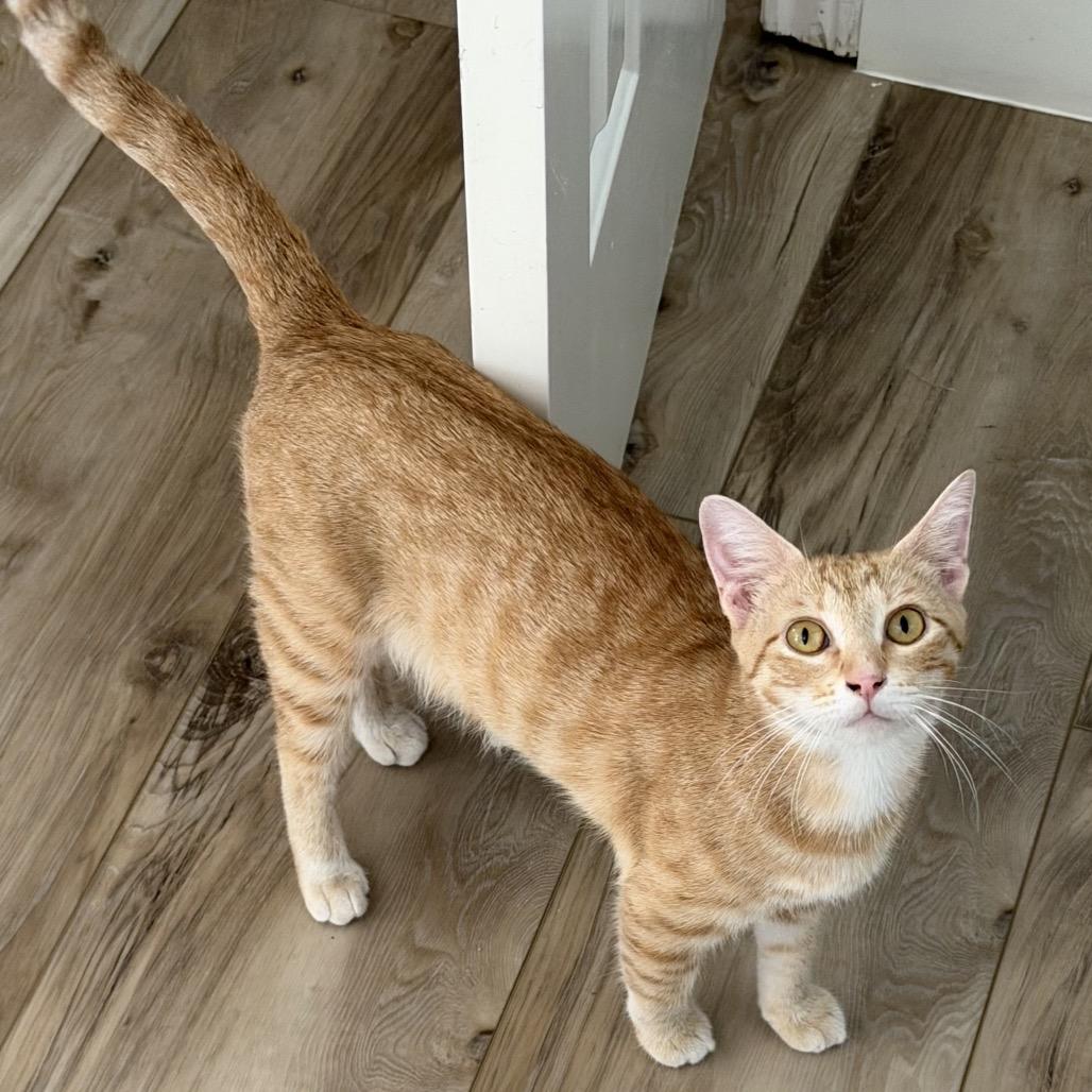 Enlarge Brie, a Adoptable Domestic Short Hair in Flower Mound, TX image 3/3
