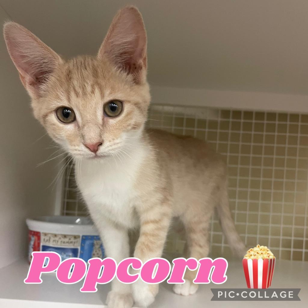 Popcorn, a Adoptable mixed breed in Fort Oglethorpe, GA image 1/6