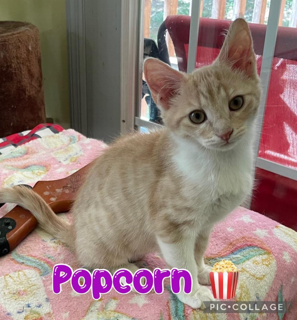 Popcorn, a Adoptable mixed breed in Fort Oglethorpe, GA image 3/6