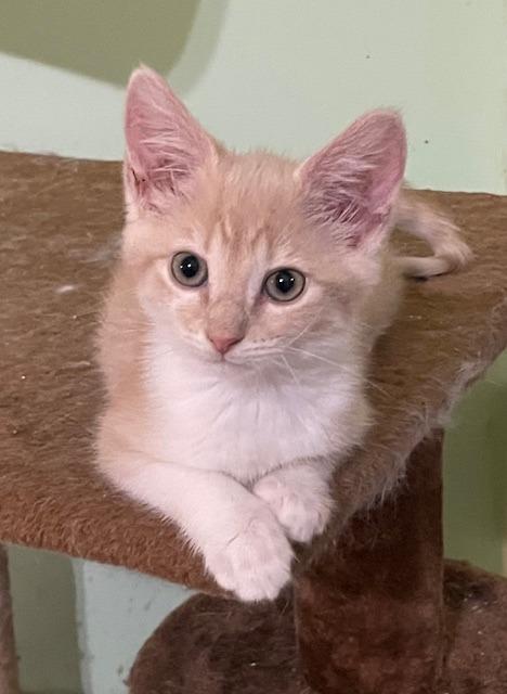 Popcorn, a Adoptable mixed breed in Fort Oglethorpe, GA image 4/6