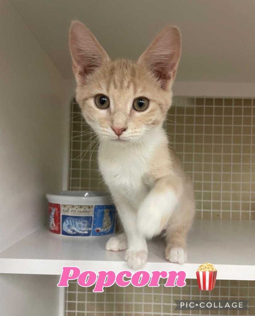 Popcorn, a Adoptable mixed breed in Fort Oglethorpe, GA image 5/6