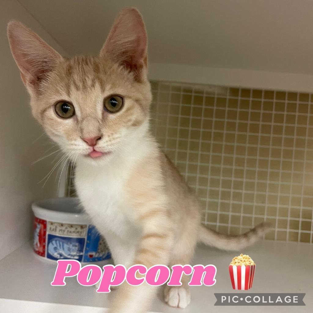 Popcorn, a Adoptable mixed breed in Fort Oglethorpe, GA image 6/6