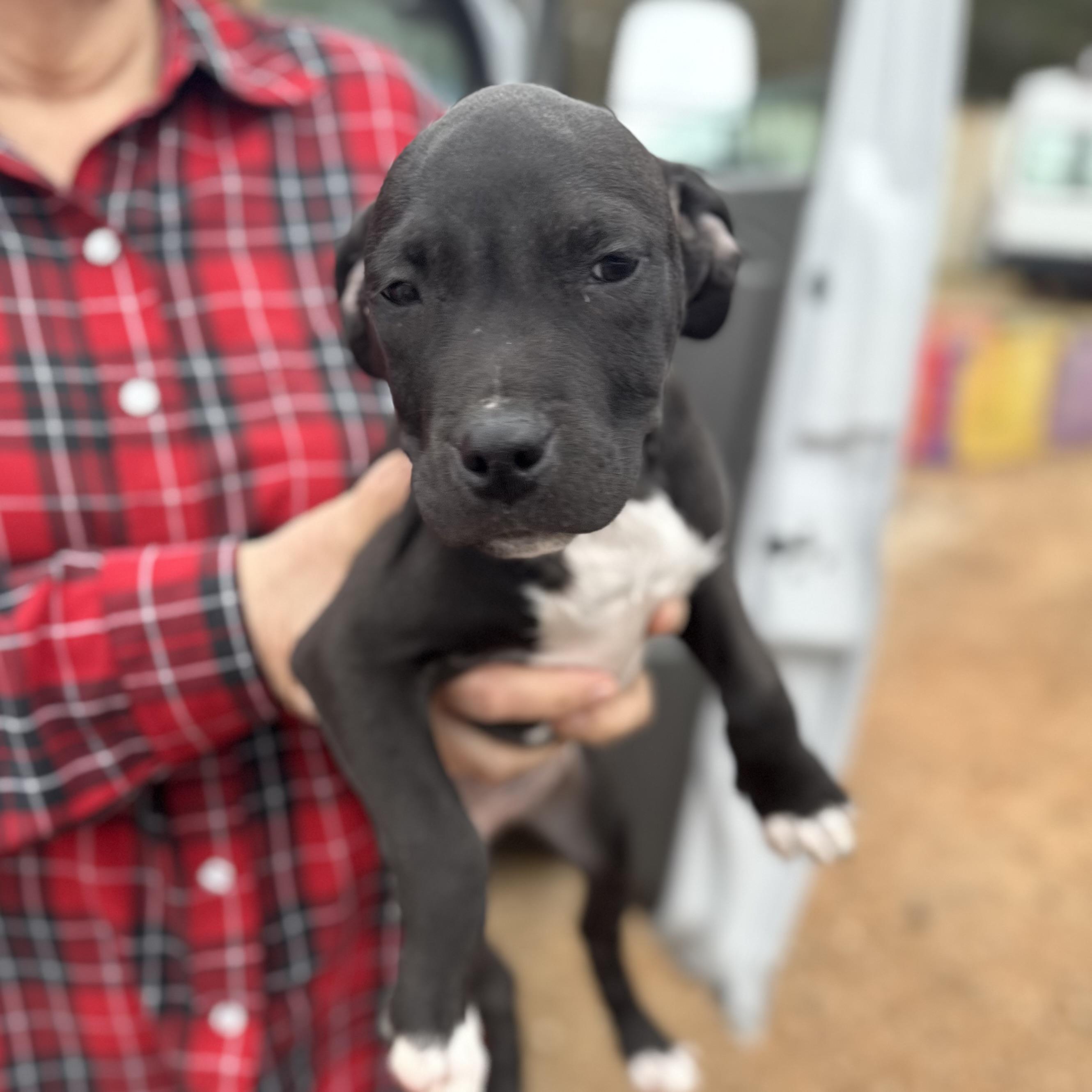 Fire Ant — thumbnail 2