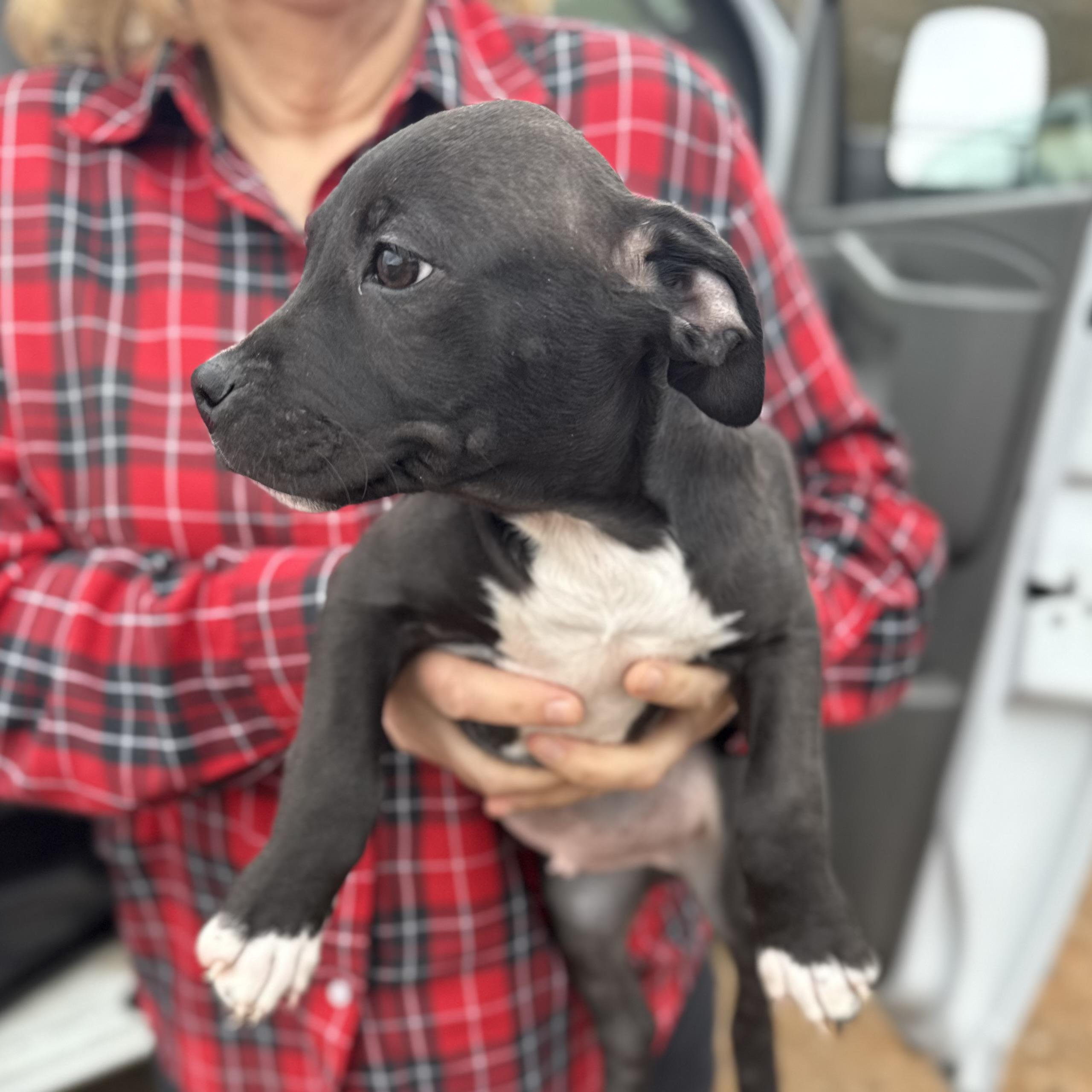 Fire Ant — thumbnail 3