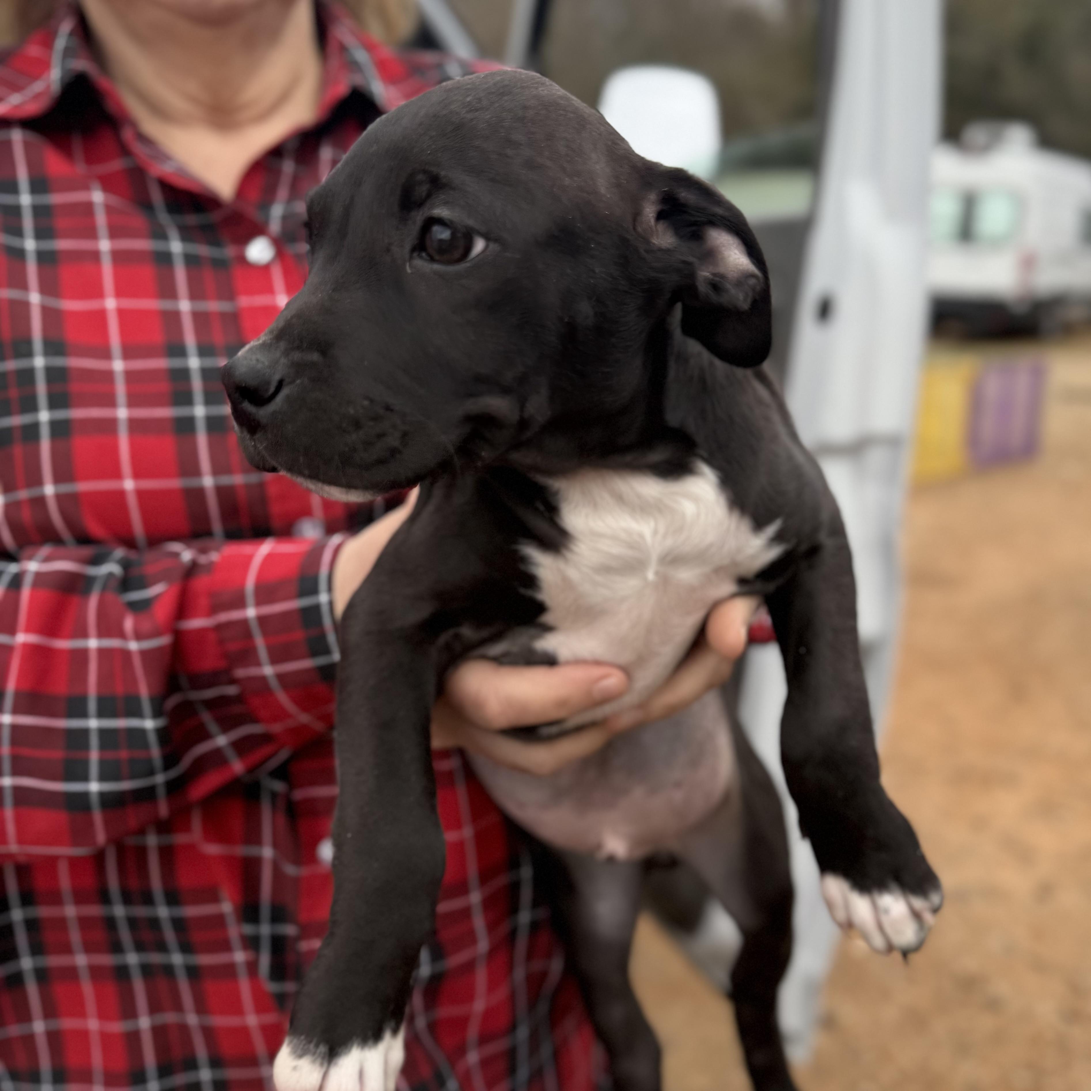 Fire Ant — thumbnail 4