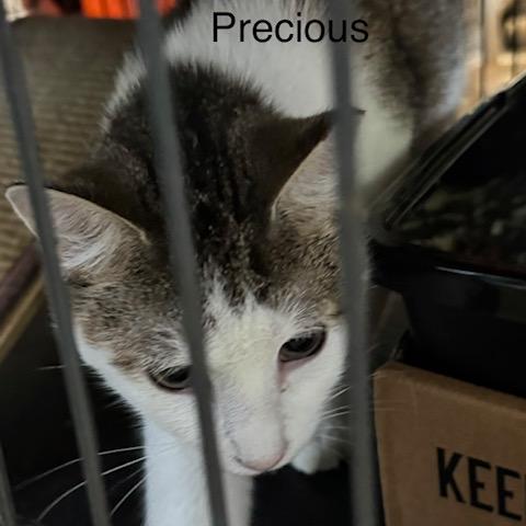 SAF Precious, Adoptable, Young Female Domestic Short Hair.