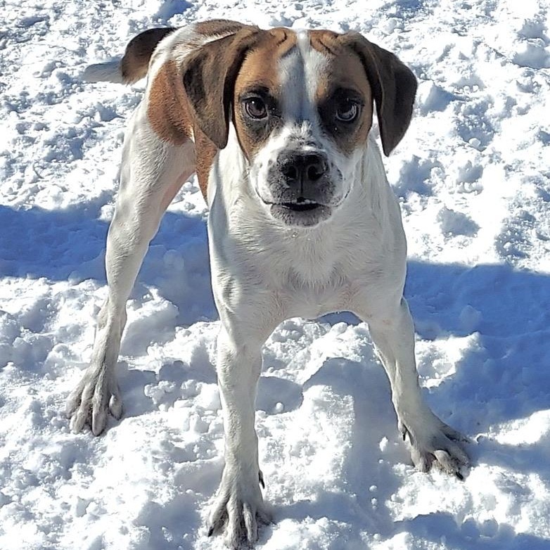 Skibidiah, adoptable, Young Male Beagle & Boxer.