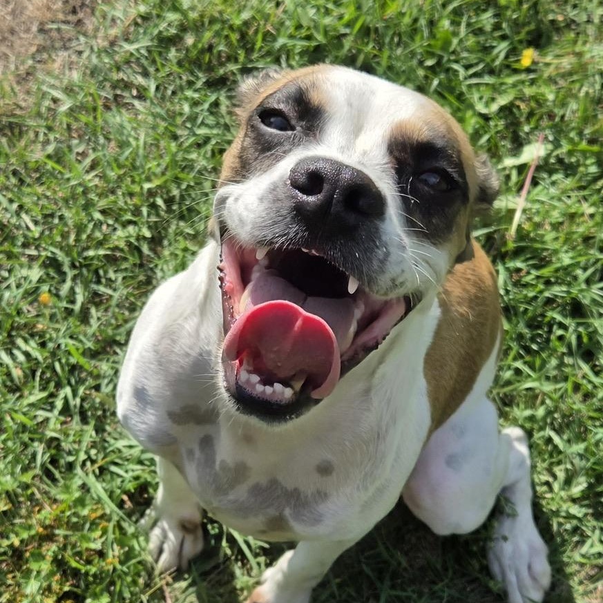 Skibidiah, adoptable, Young Male Beagle & Boxer.