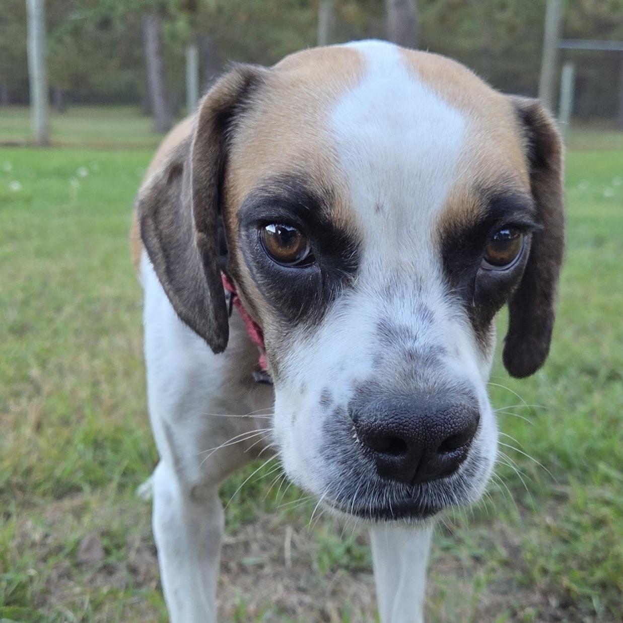 Enlarge Skibidiah, a Adoptable mixed breed in Park Rapids, MN image 3/4