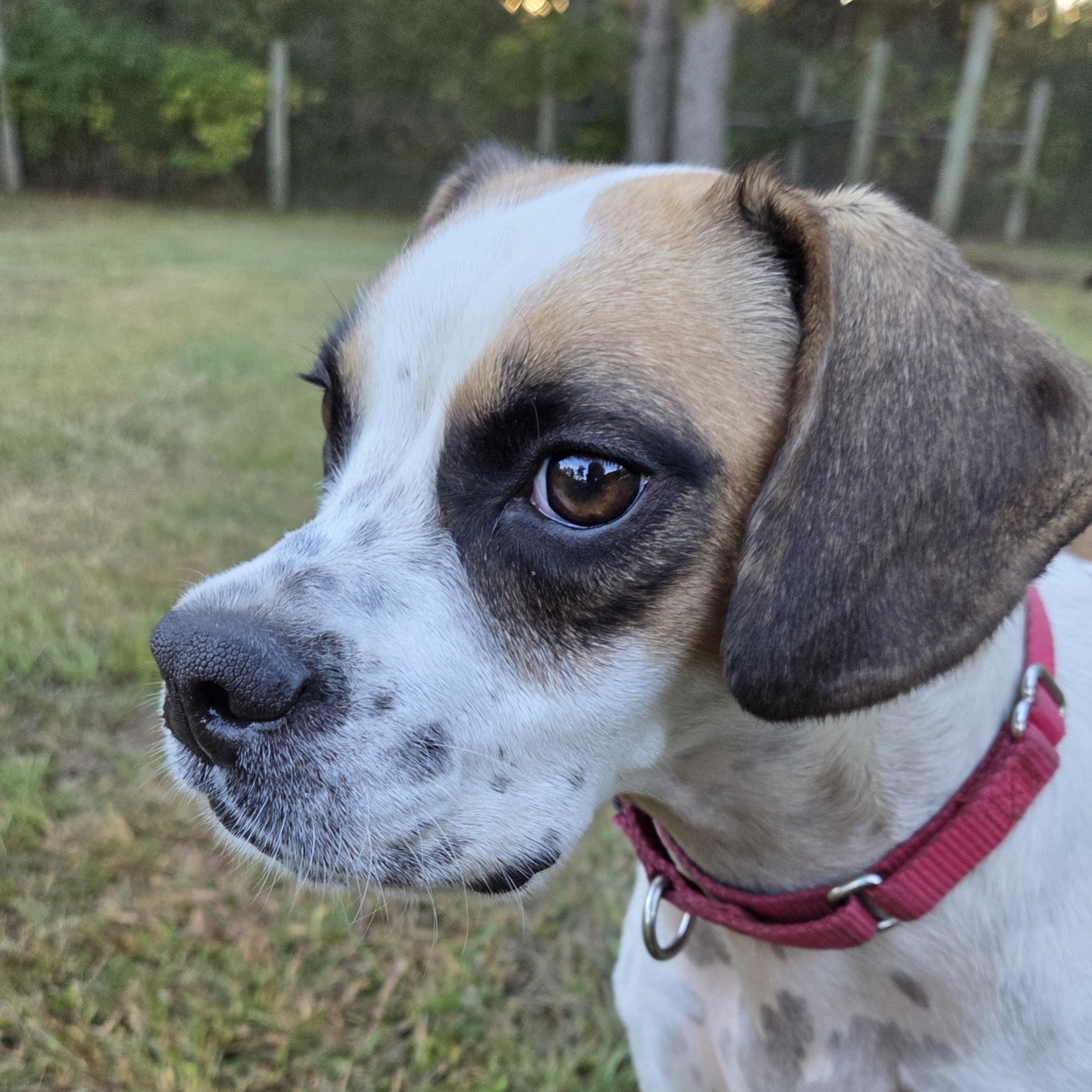 Enlarge Skibidiah, a Adoptable mixed breed in Park Rapids, MN image 1/4