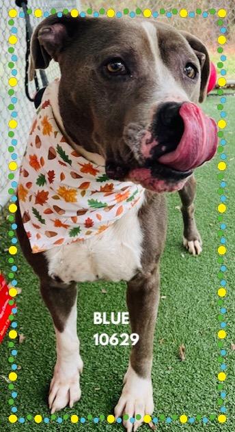 BLUE, a ADOPTABLE mixed breed in Marietta, GA image 1/4