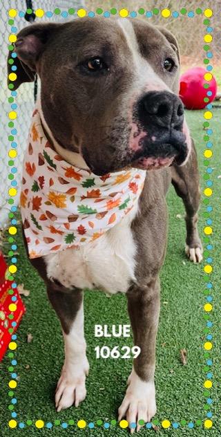 BLUE, a ADOPTABLE mixed breed in Marietta, GA image 2/4