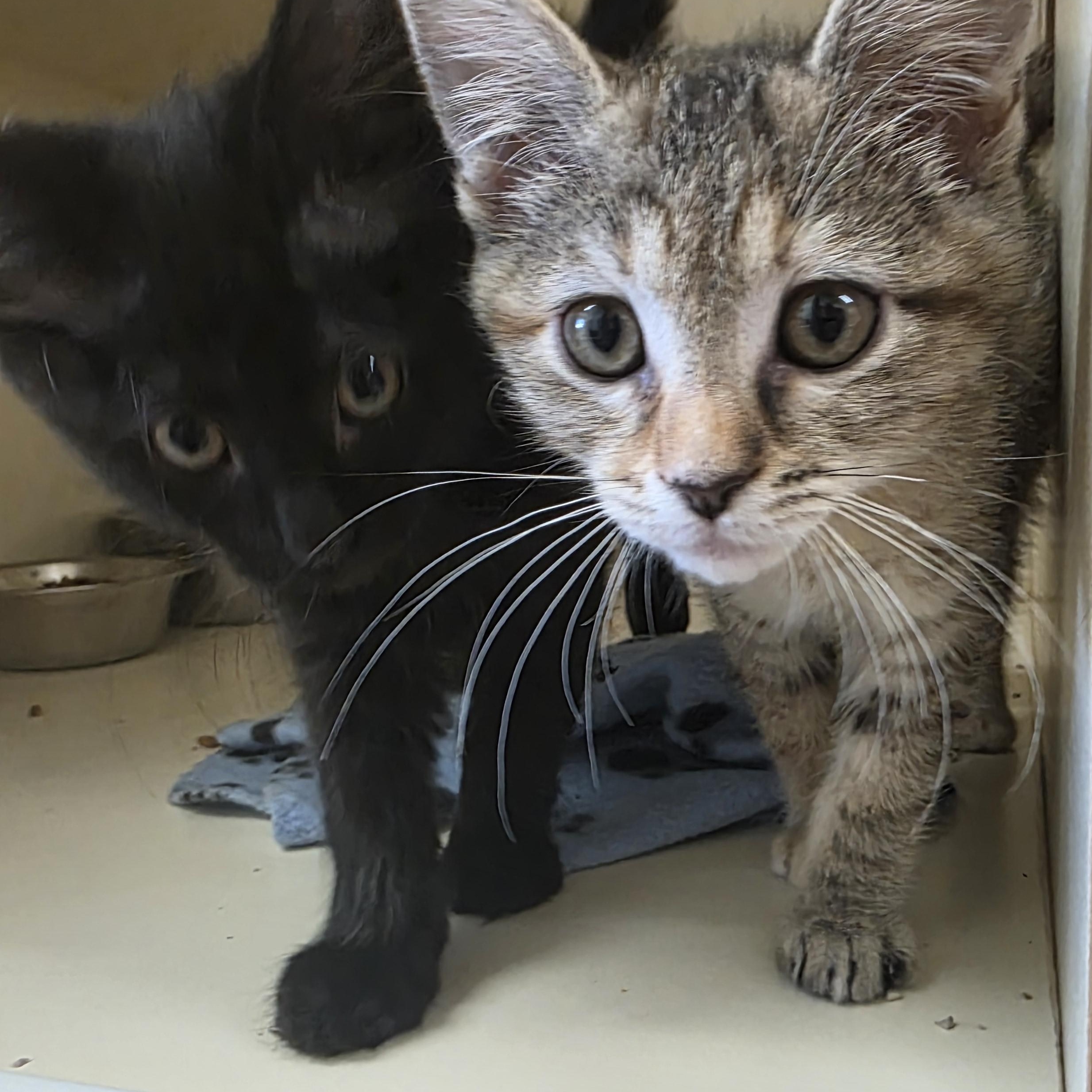 Enlarge 26-53CD, a ADOPTABLE Domestic Short Hair in Ridgecrest, CA image 1/1