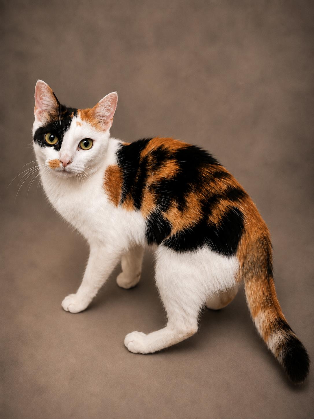 Enlarge Sage, a ADOPTABLE Calico in Houston, TX image 3/5