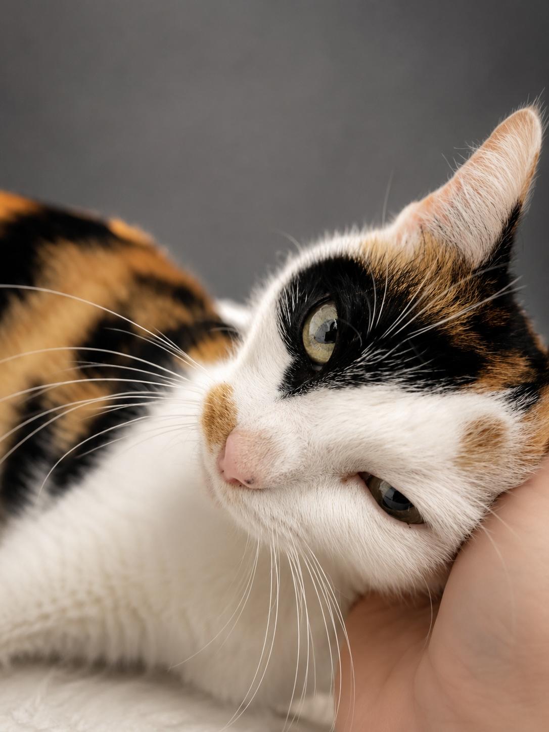 Enlarge Sage, a ADOPTABLE Calico in Houston, TX image 2/5