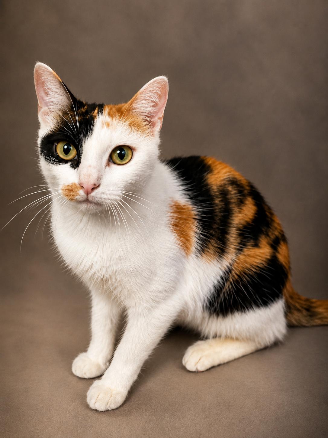 Enlarge Sage, a ADOPTABLE Calico in Houston, TX image 4/5