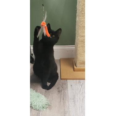 Vader Hudson - adopt with Phantom, Adoptable, Young Male Domestic Short Hair & Domestic Short Hair.