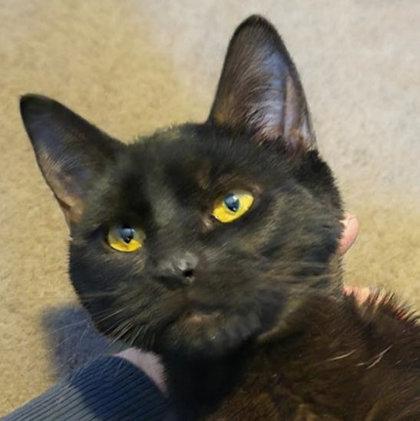 Enlarge Vader Hudson - adopt with Phantom, a Adoptable mixed breed in Hudson, MA image 2/3