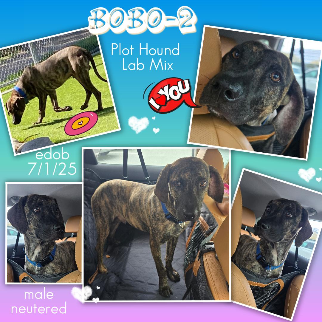 Bobo-2 MV14241-T LOCAL Adoption Event in Marysville 4/24, a Adoptable mixed breed in Marysville, WA image 4/6