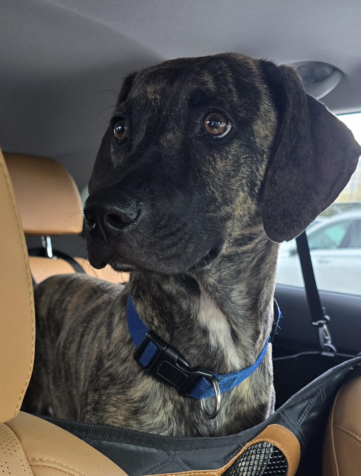 Bobo-2 MV14241-T LOCAL Adoption Event in Marysville 4/24, a Adoptable mixed breed in Marysville, WA image 6/6