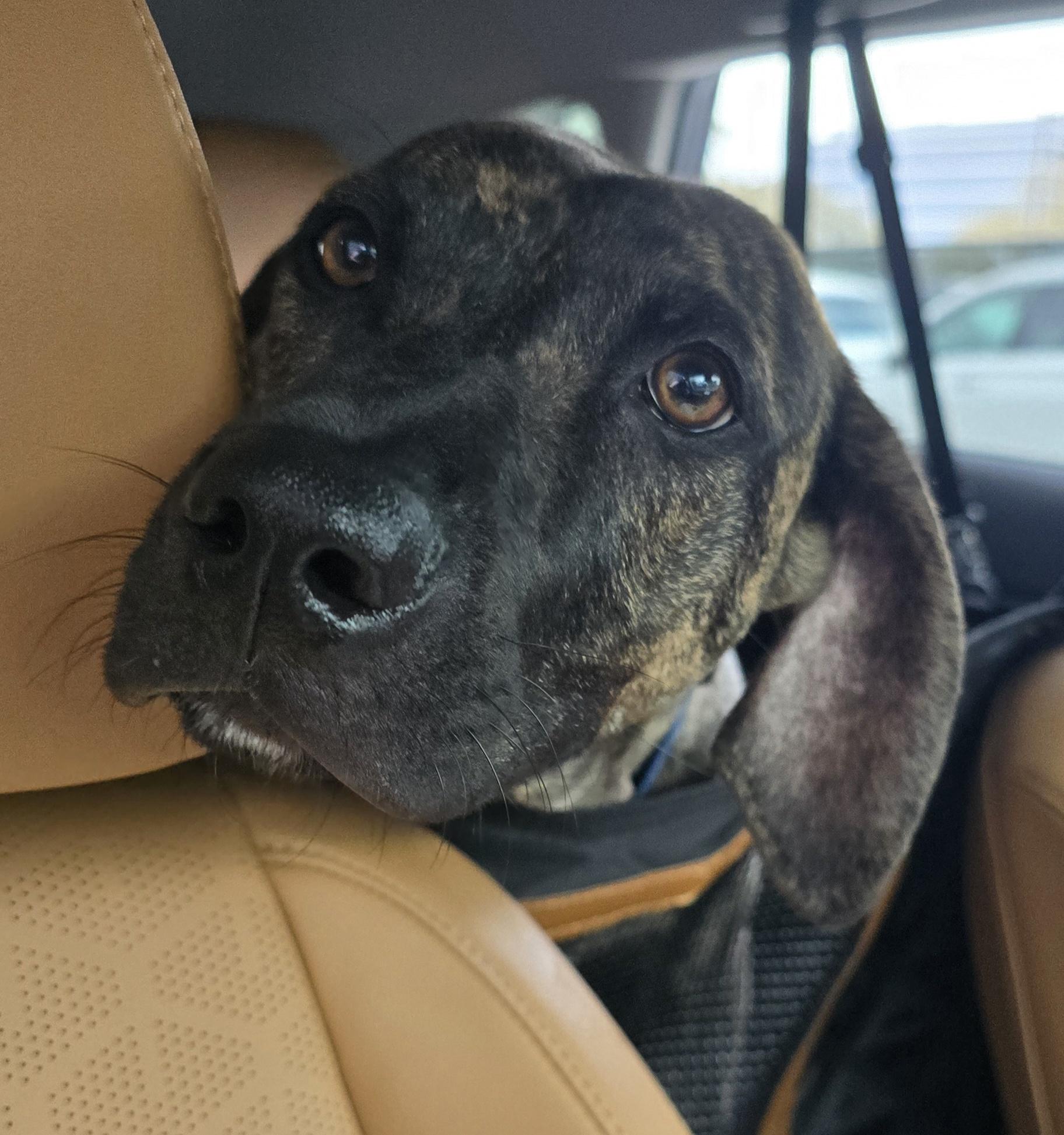 Bobo-2 MV14241-T LOCAL Adoption Event in Marysville 4/24, a Adoptable mixed breed in Marysville, WA image 1/6