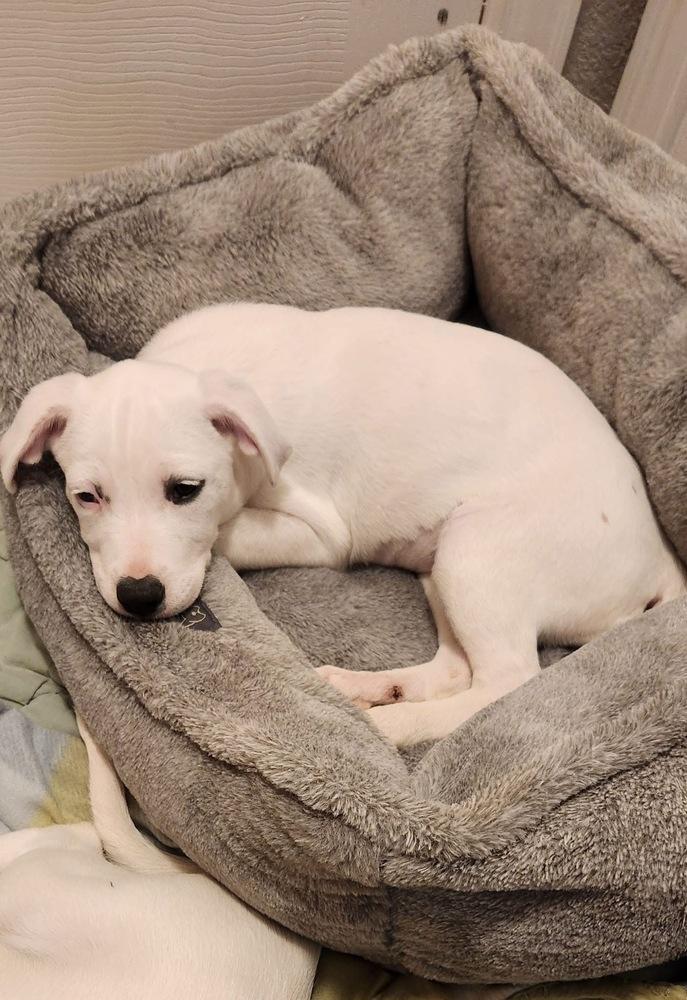 Pepsi, Adoptable, Puppy Female Labrador Retriever.