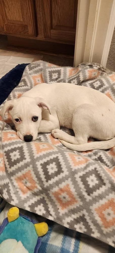 Enlarge Pepsi, a Adoptable mixed breed in Colorado Springs, CO image 2/4