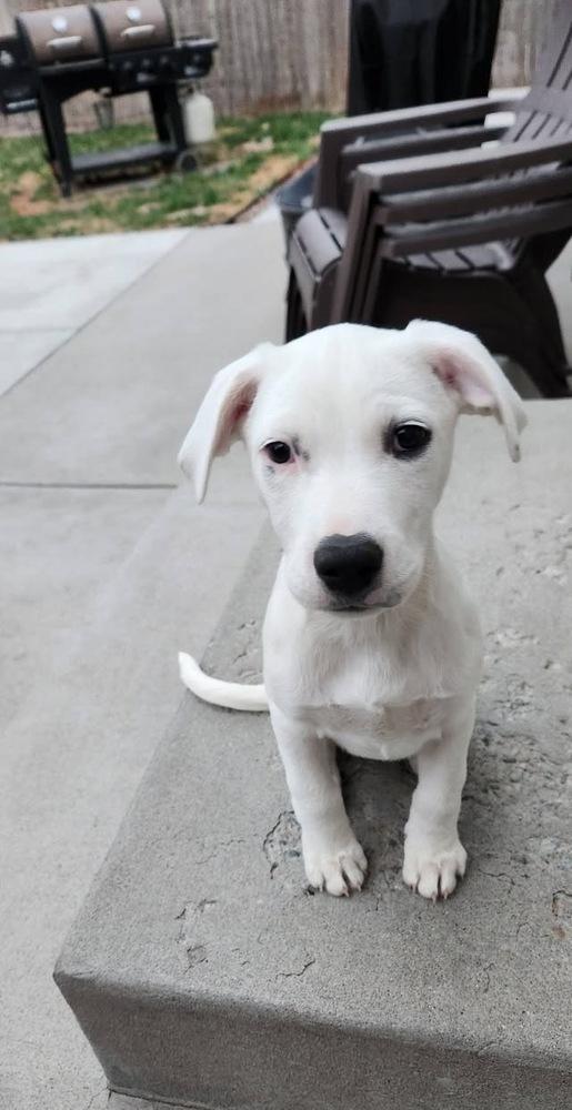 Enlarge Pepsi, a Adoptable mixed breed in Colorado Springs, CO image 3/4