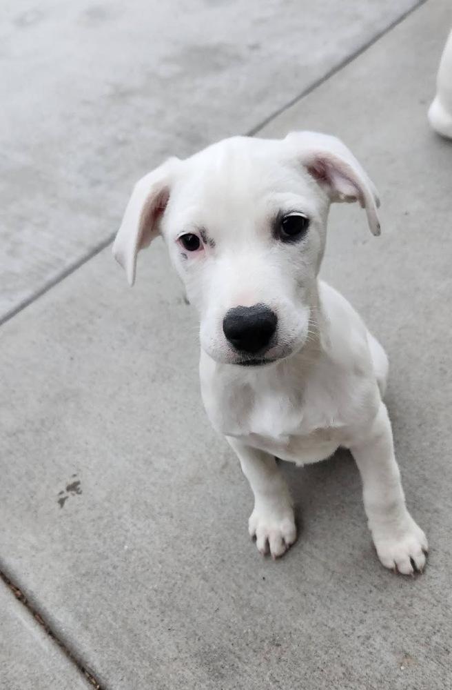 Enlarge Pepsi, a Adoptable mixed breed in Colorado Springs, CO image 4/4
