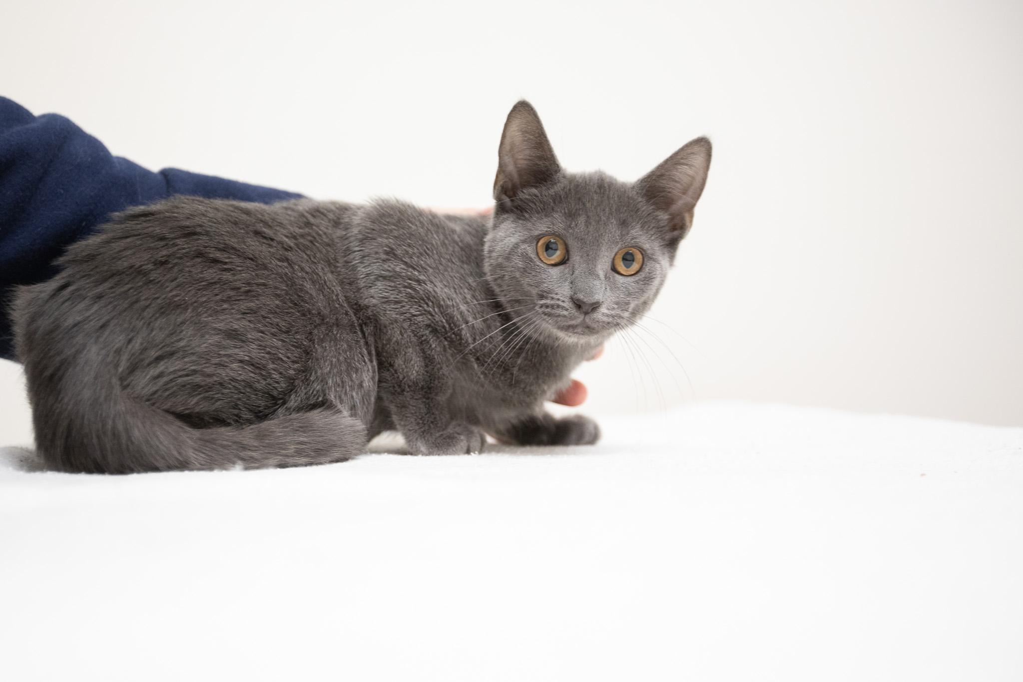 Enlarge Cloud, a Adoptable Domestic Short Hair in Montclair, NJ image 1/5