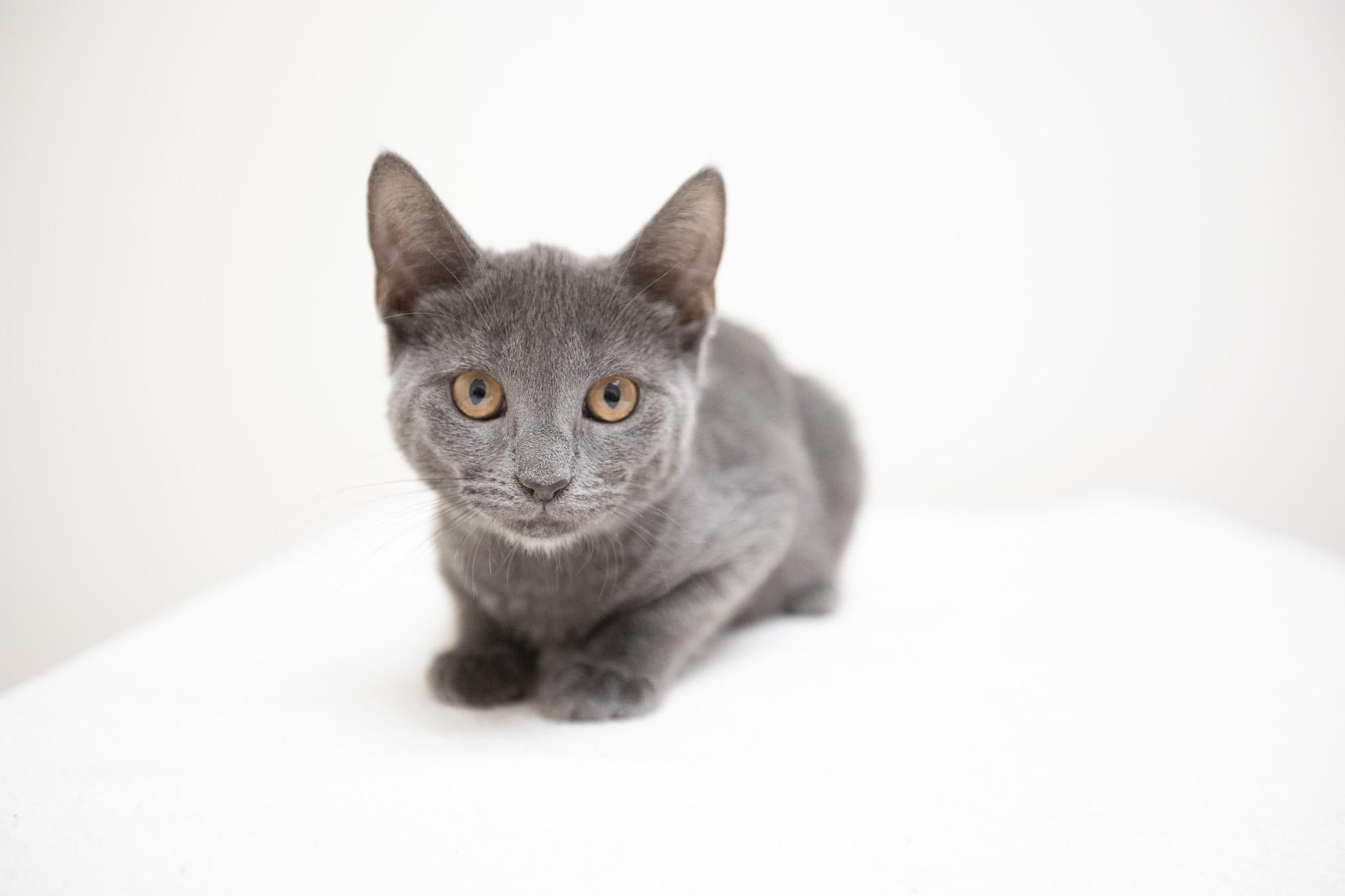 Enlarge Cloud, a Adoptable Domestic Short Hair in Montclair, NJ image 2/5