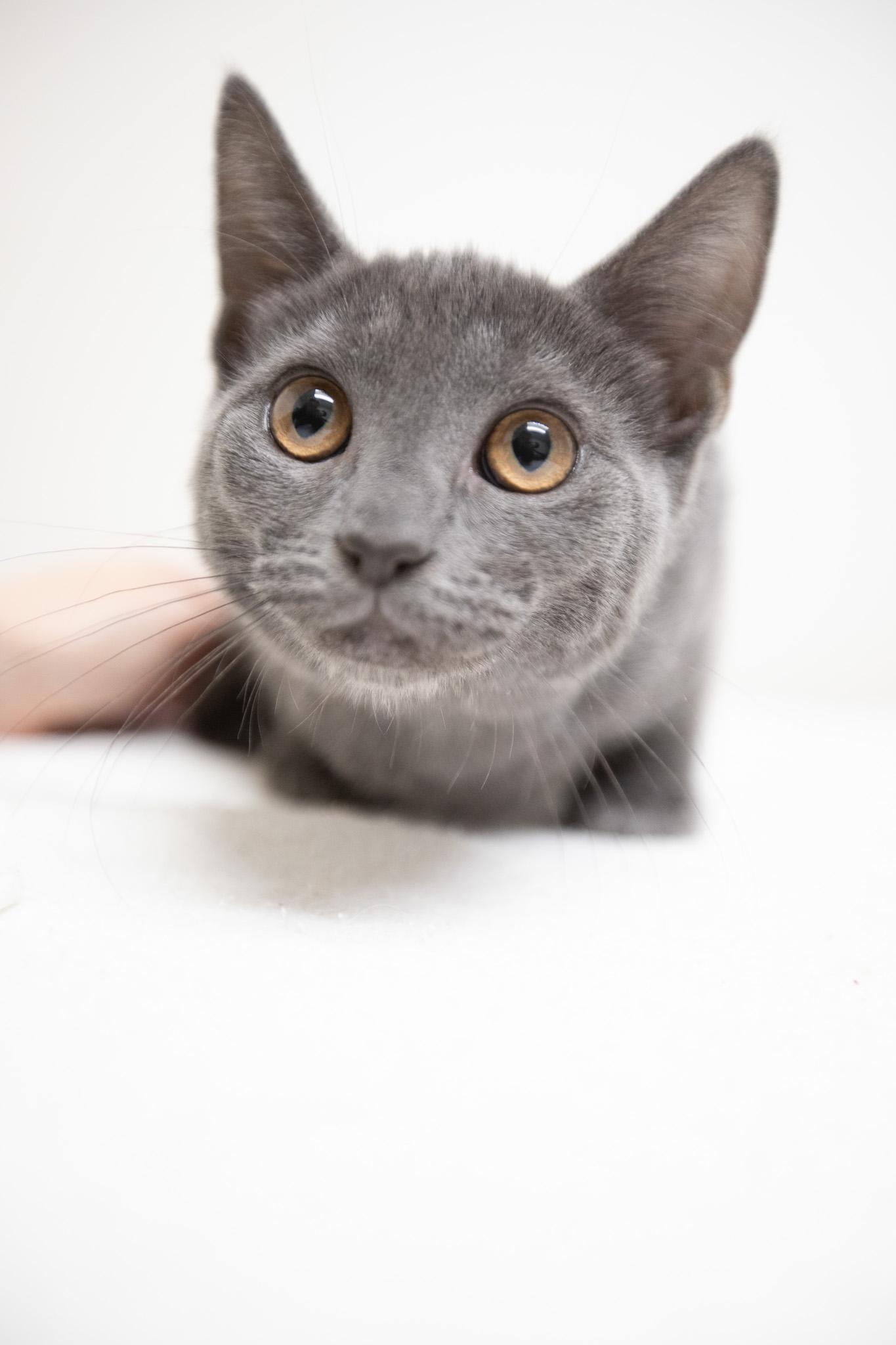 Enlarge Cloud, a Adoptable Domestic Short Hair in Montclair, NJ image 3/5